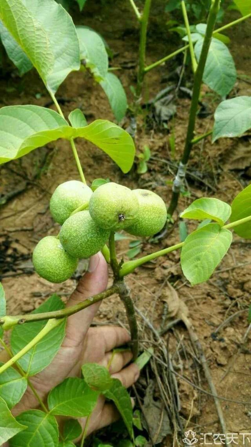 薄皮核桃嫁接芽变苗2—4年100~150cm