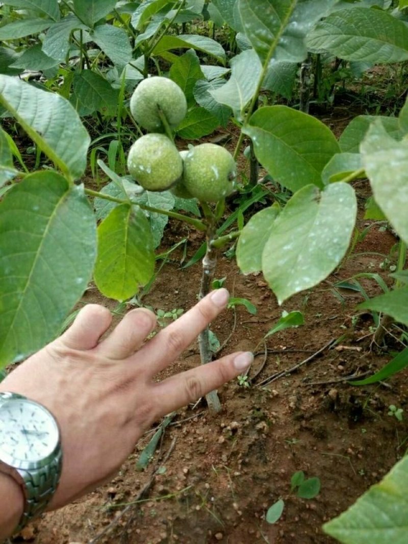 薄皮核桃嫁接芽变苗2—4年100~150cm