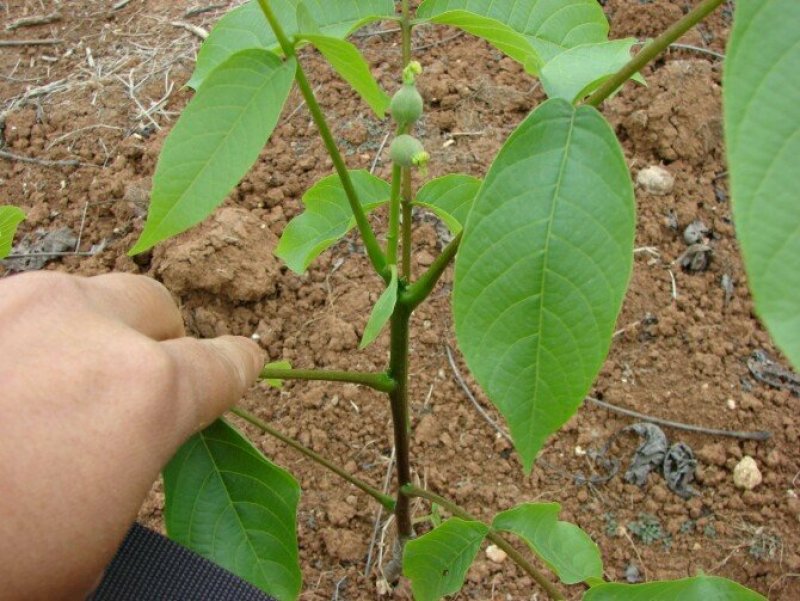 薄皮核桃嫁接芽变苗2—4年100~150cm