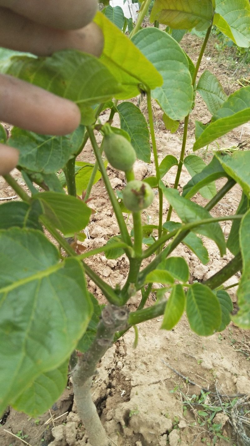 薄皮核桃嫁接芽变苗2—4年100~150cm