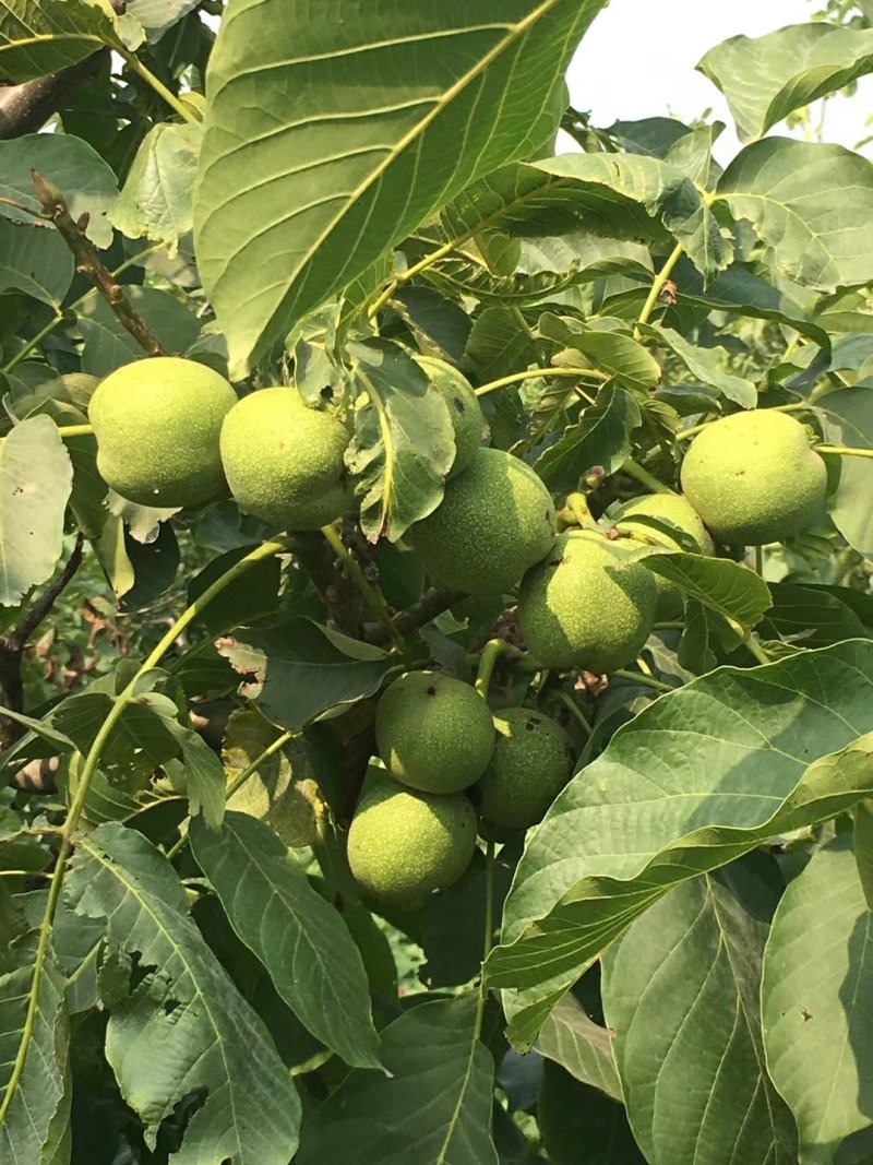 薄皮核桃嫁接芽变苗2—4年100~150cm