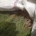麦黄草