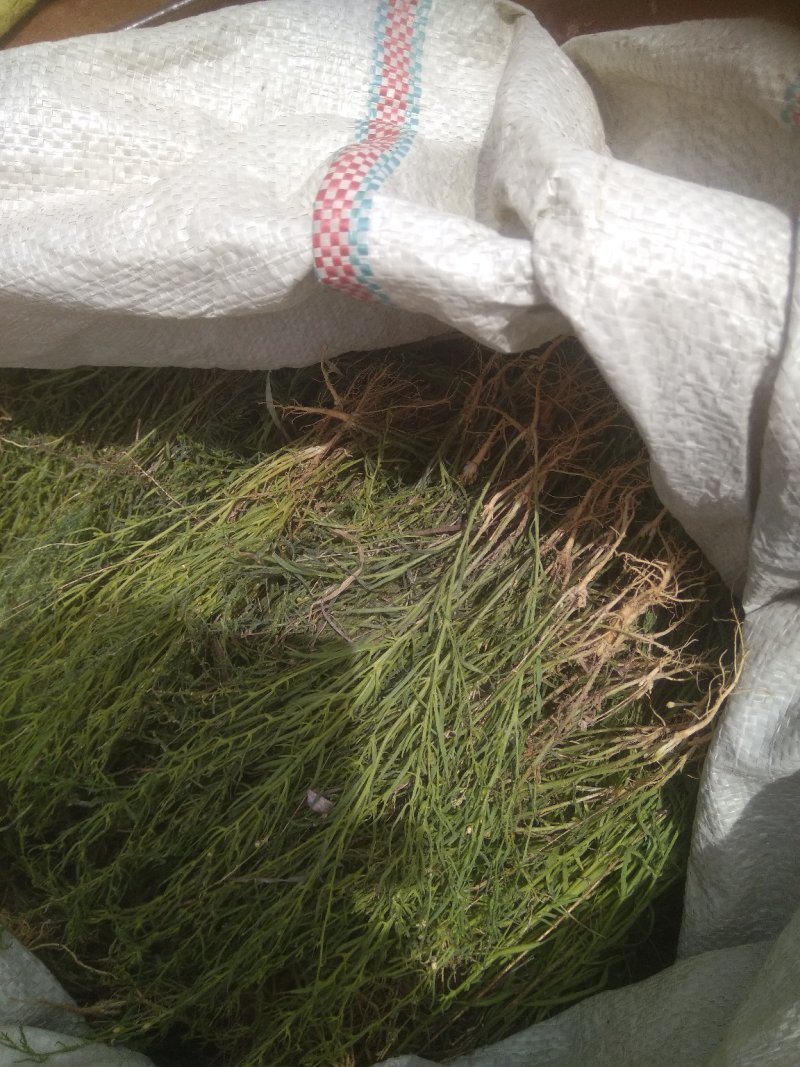 麦黄草