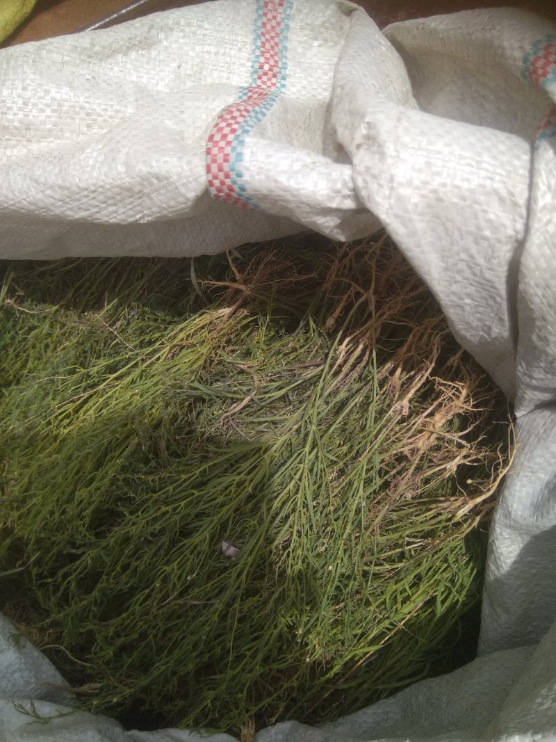 麦黄草