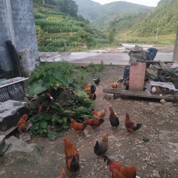 贫困户散养的土鸡