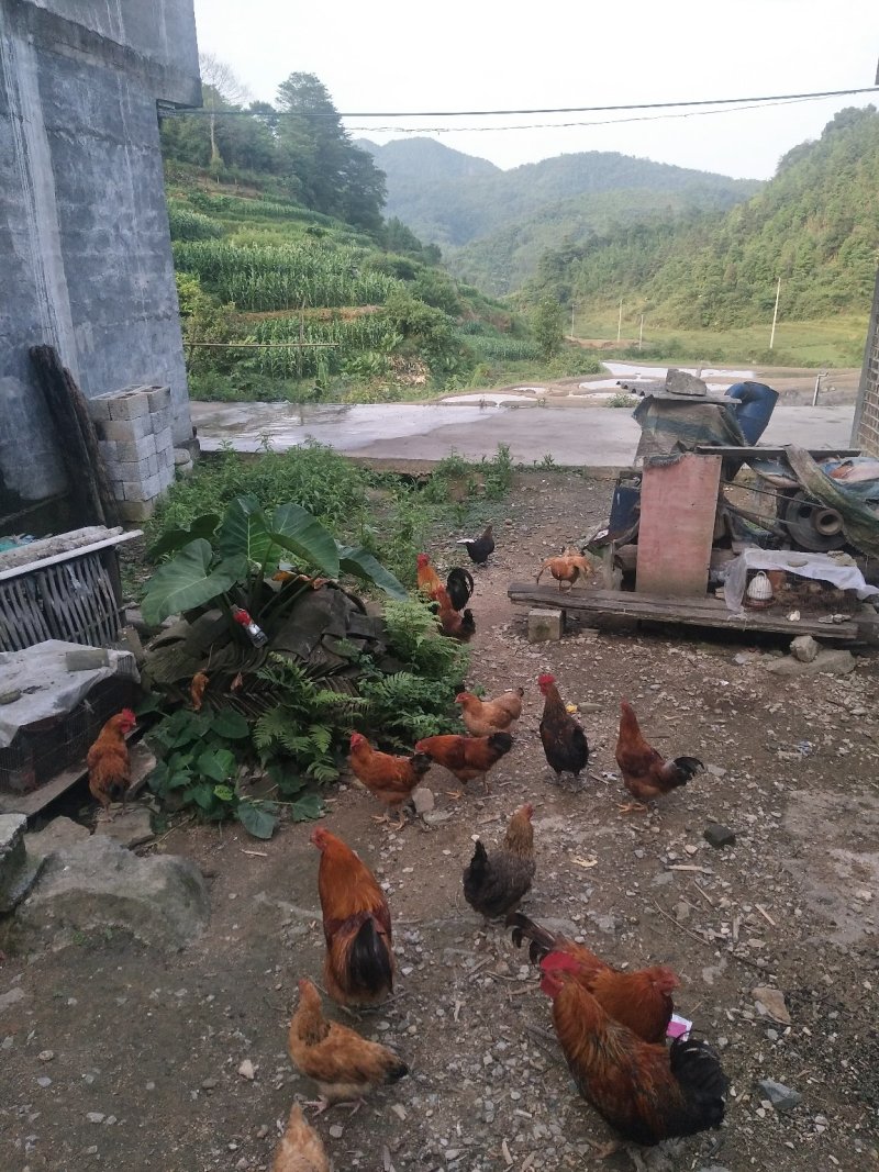贫困户散养的土鸡