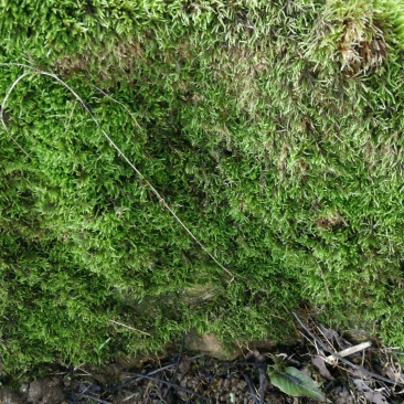 贵州苔藓