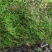 贵州苔藓