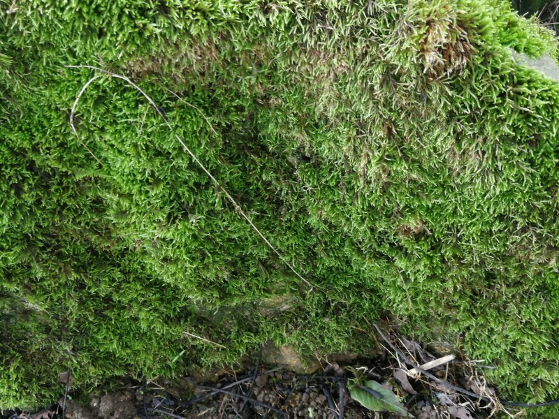 贵州苔藓