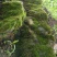 贵州苔藓