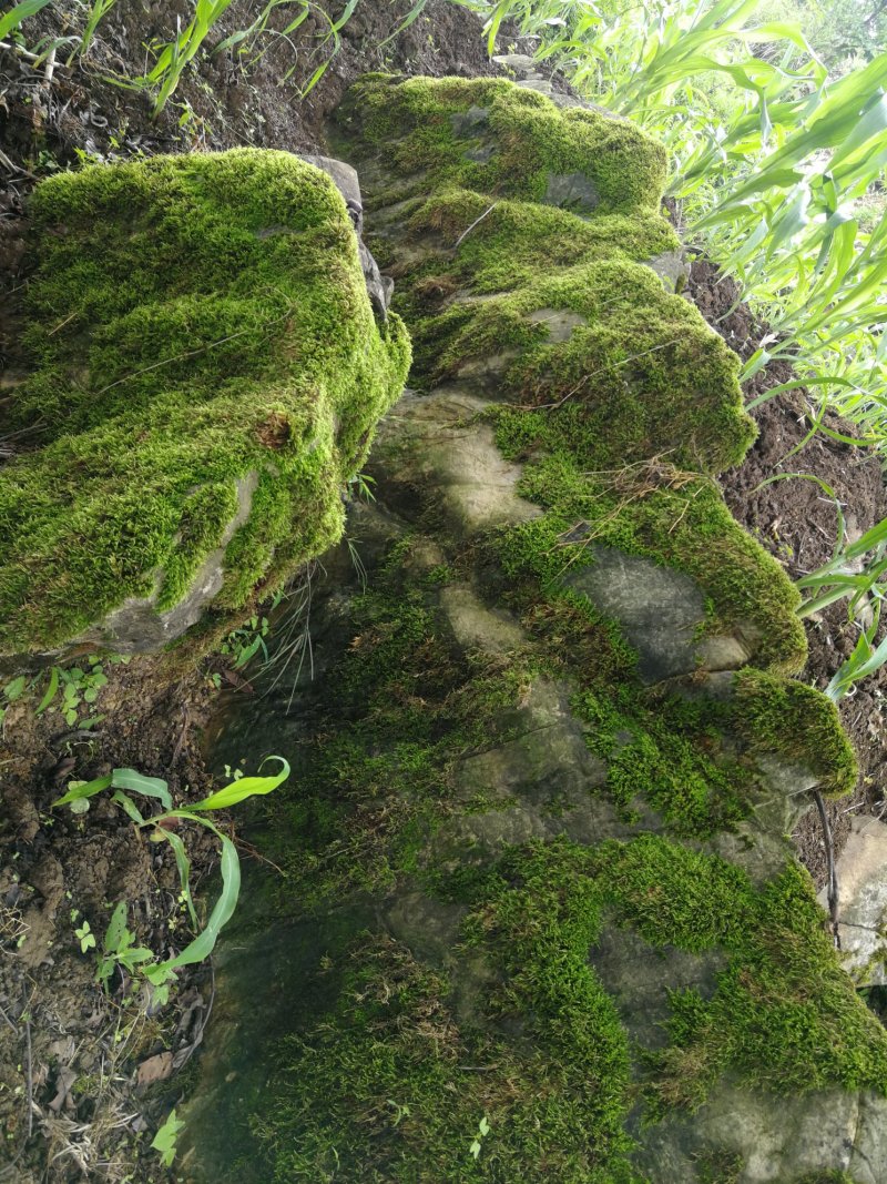 贵州苔藓
