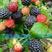 批发各种树莓，灯笼果苗，波尔卡红树莓苗，钙果苗，蓝靛果苗