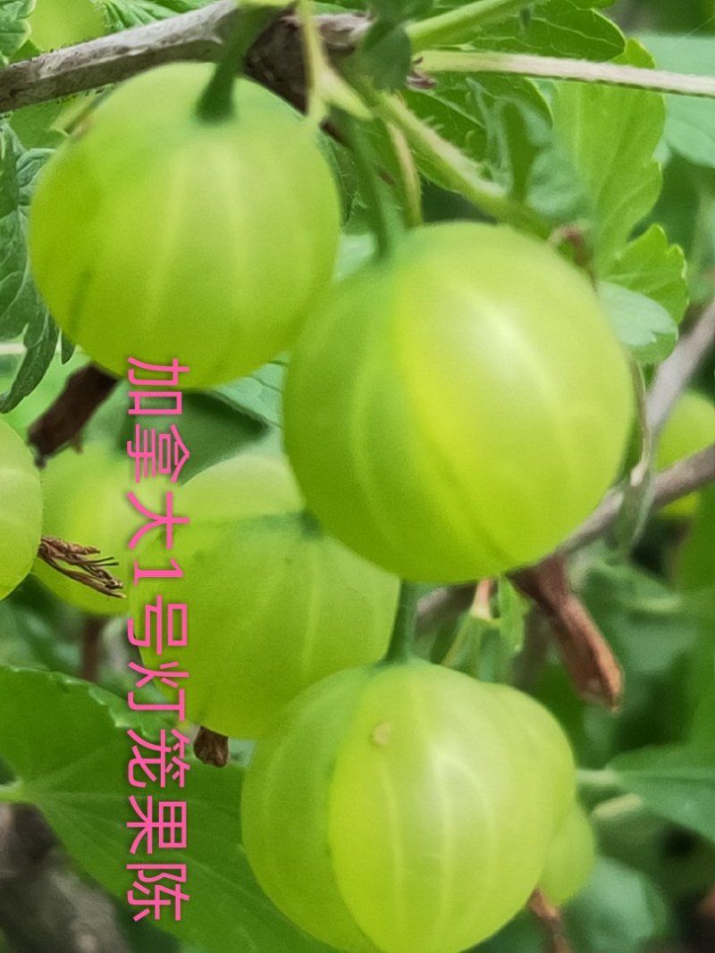 灯笼果，灯笼果苗，批发各种灯笼果苗批发灯笼果，