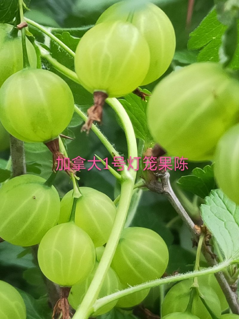 灯笼果，灯笼果苗，批发各种灯笼果苗批发灯笼果，