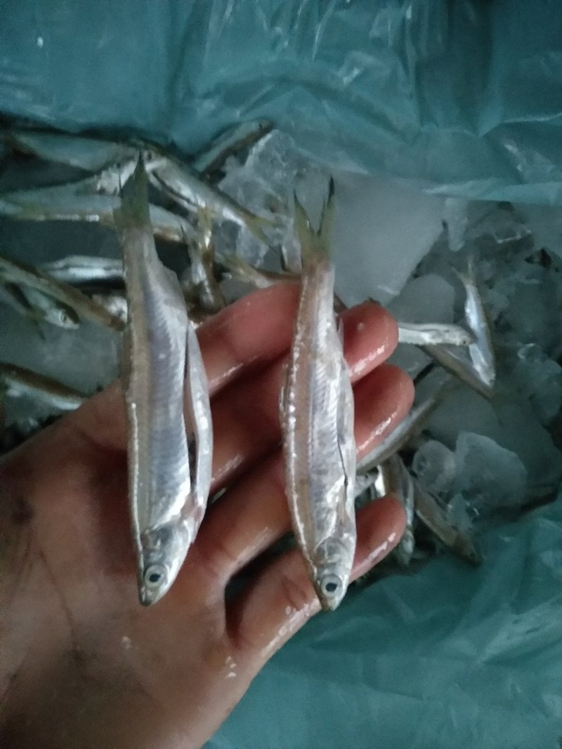 蓝刀鱼
