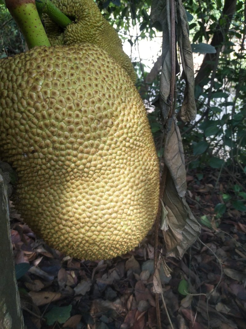 云南河口树菠萝蜜上市了