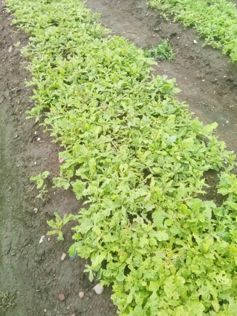 蒙古栎苗，柞树苗，橡树苗，现挖现发产地直供