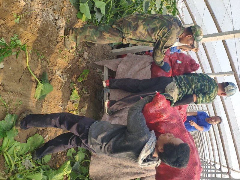 电商用贝贝南瓜老瓜包粉宏图麻籽，大包整车，只做老瓜
