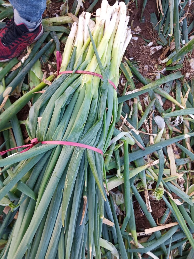 脱水葱