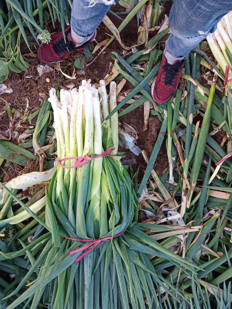 脱水葱