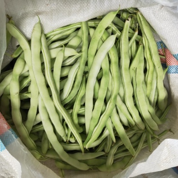 辽宁白豆角.白不老.质量好