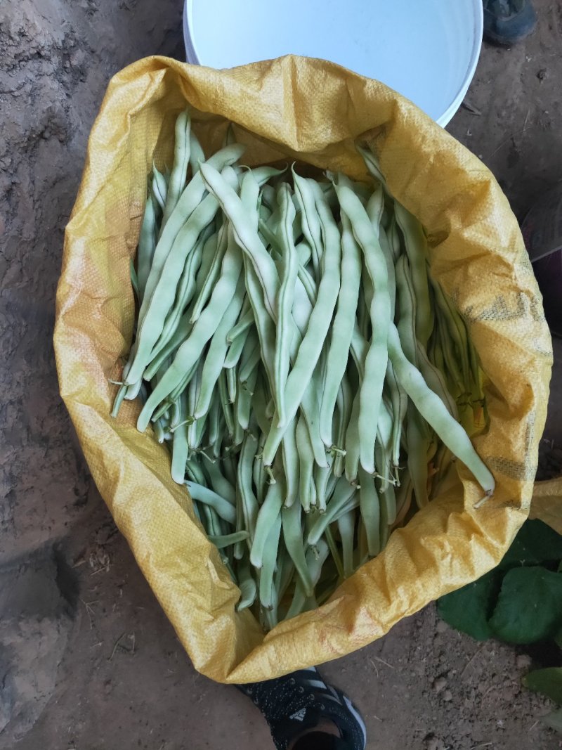 辽宁白豆角.白不老.质量好