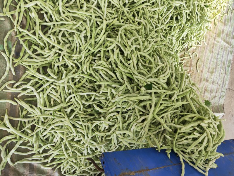 辽宁白豆角.白不老.质量好