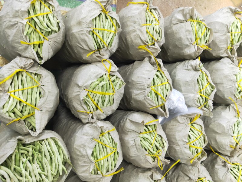 辽宁白豆角.白不老.质量好