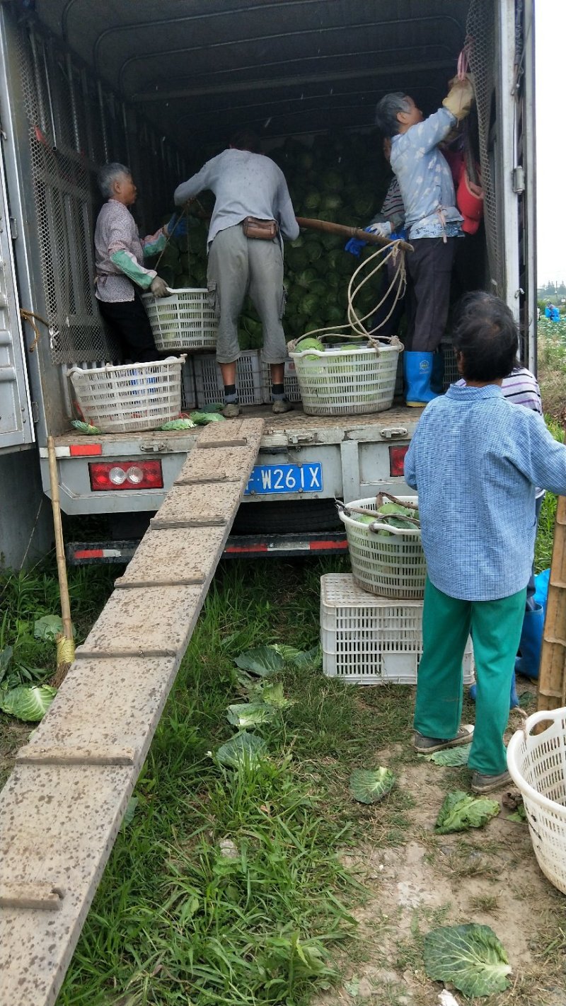 精品甘蓝上市保质保量