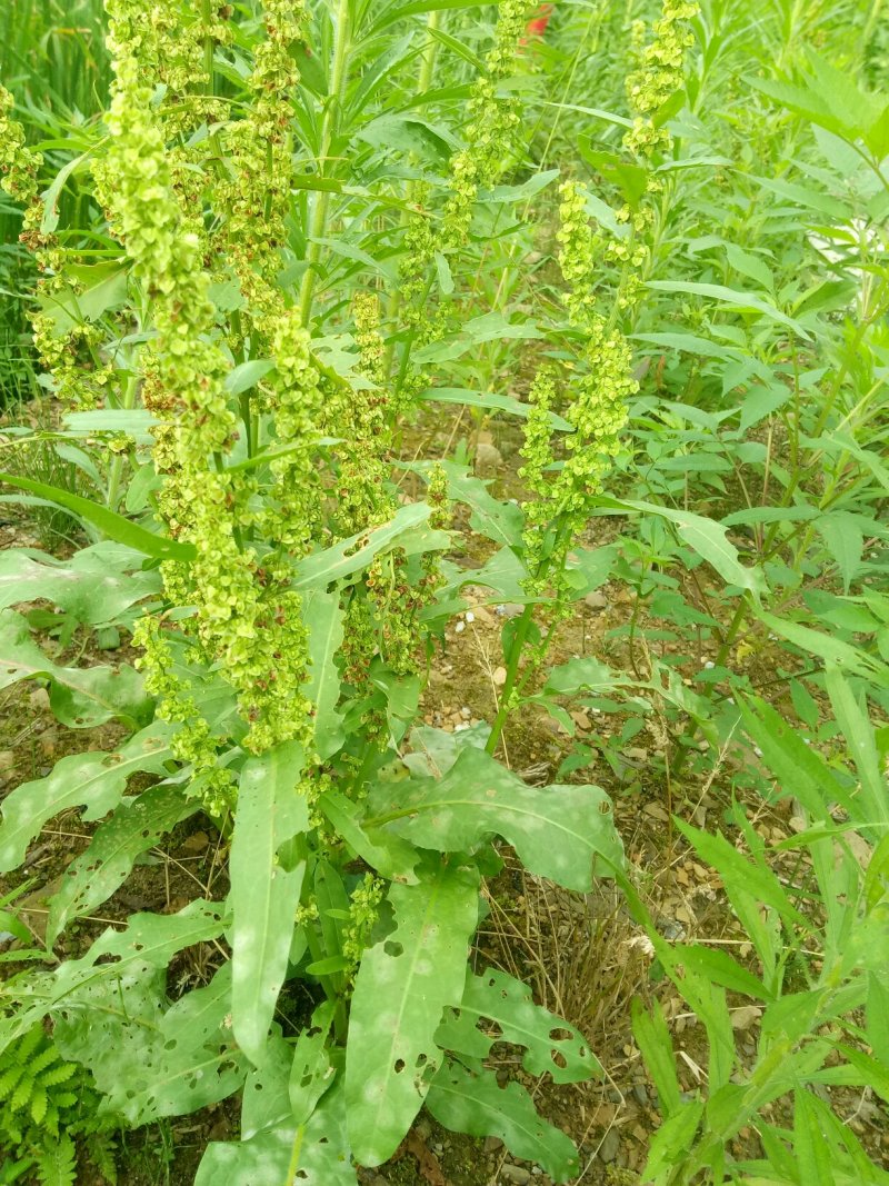 新鲜土大黄，别名红筋大黄，零种植，野外自然生长，