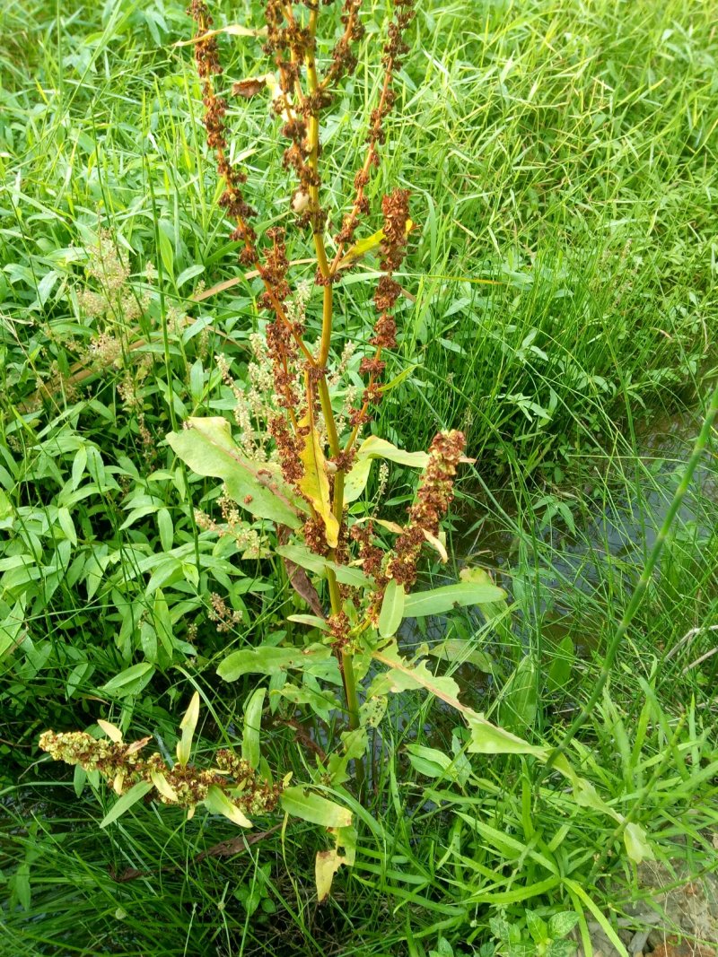 新鲜土大黄，别名红筋大黄，零种植，野外自然生长，