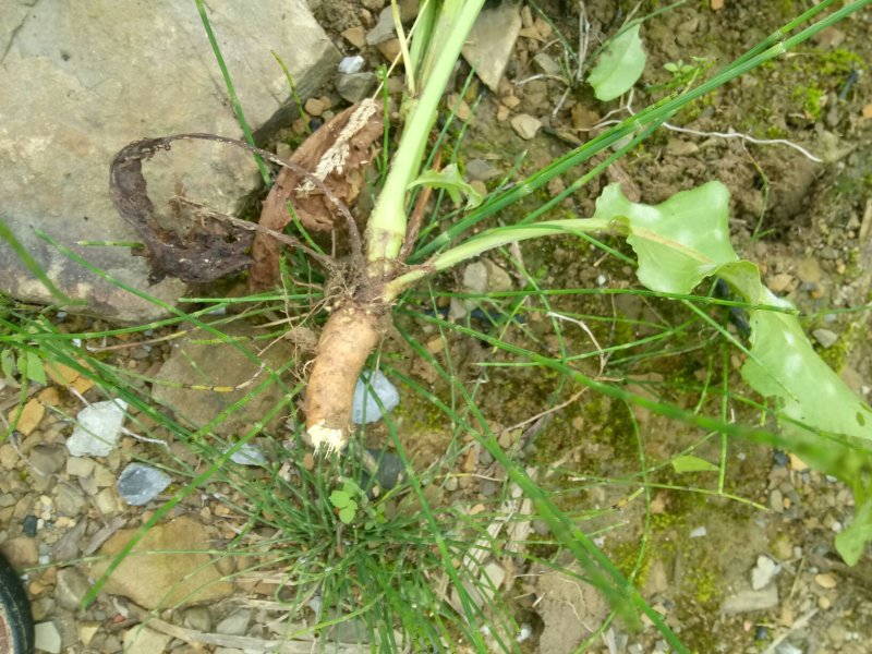 新鲜土大黄，别名红筋大黄，零种植，野外自然生长，