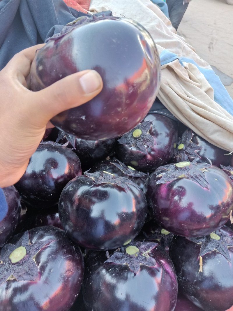 河北精品圆茄刚上市露天圆茄量大从优保证质量