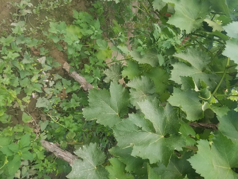 一到10年占地葡萄树