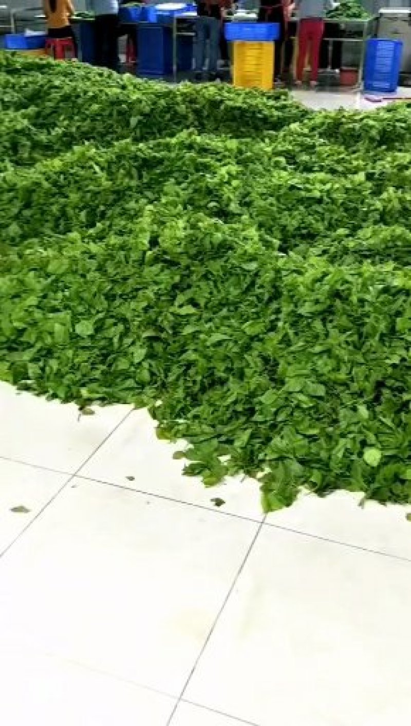桑芽菜食用桑叶产地直销省内100包起包邮
