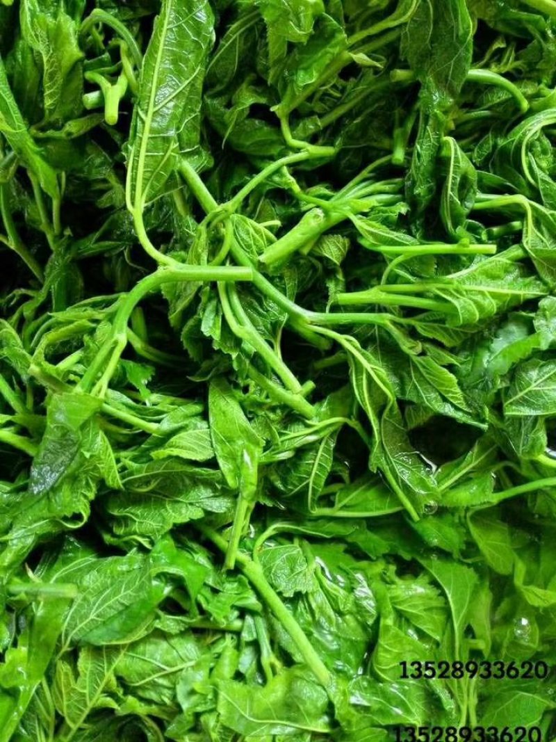 桑芽菜食用桑叶产地直销省内100包起包邮