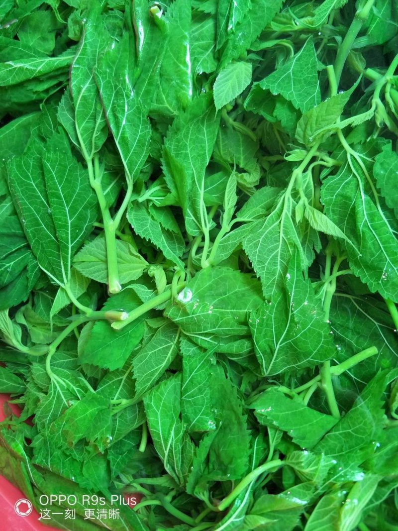 桑芽菜食用桑叶产地直销省内100包起包邮