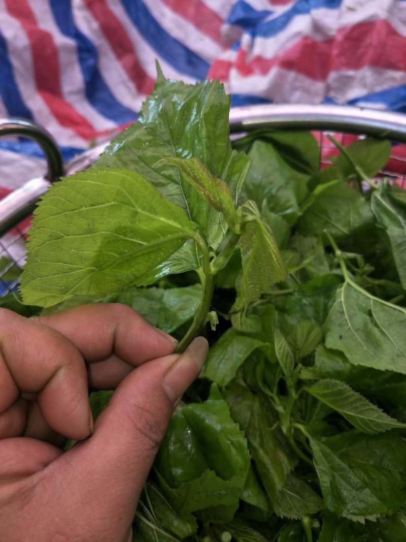 桑芽菜食用桑叶产地直销省内100包起包邮