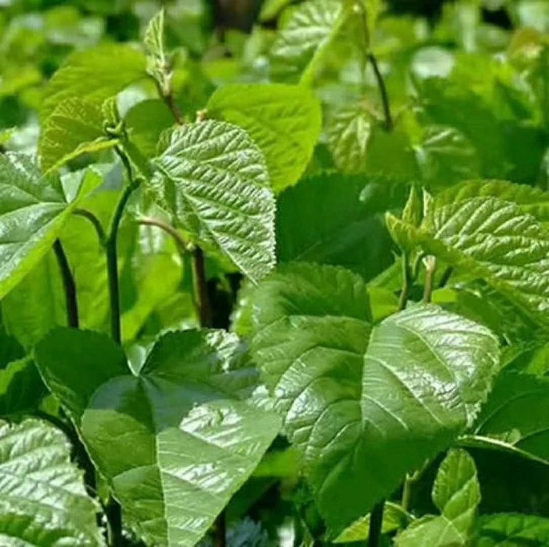 桑芽菜食用桑叶产地直销省内100包起包邮