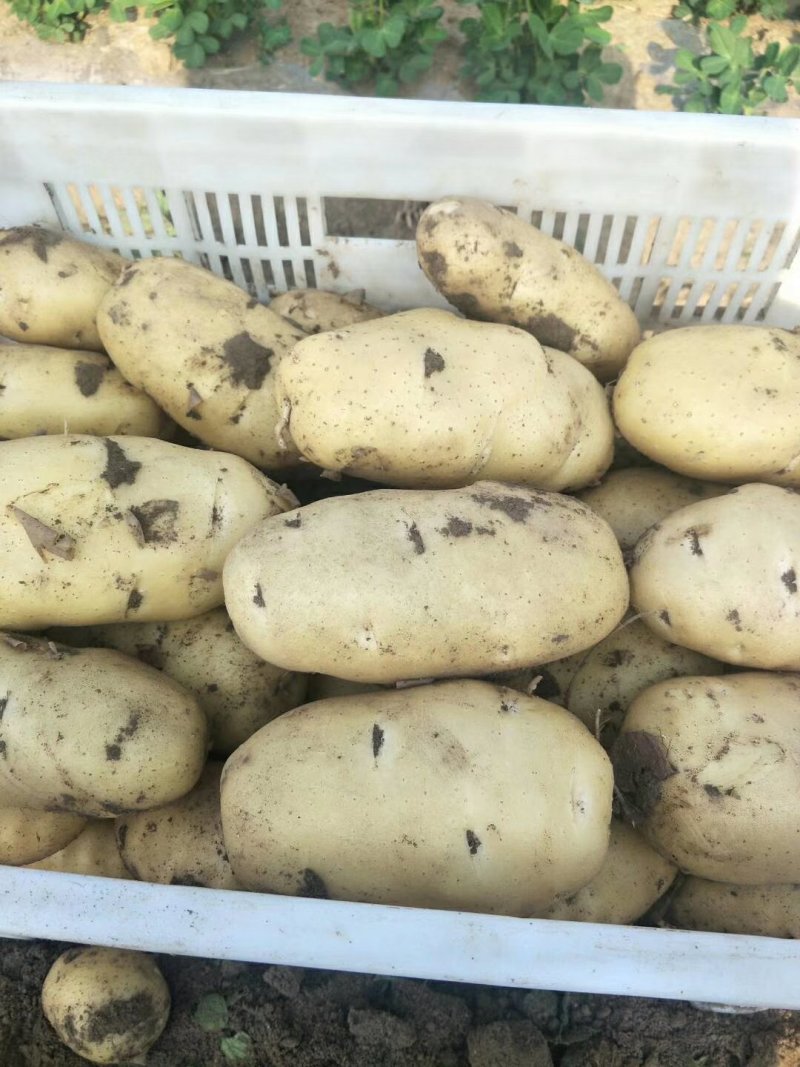 代办山东胶东荷兰土豆十五系列土豆！