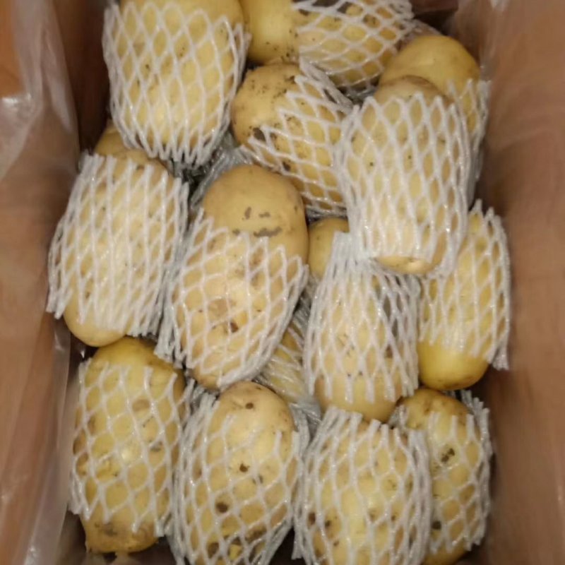 代办山东胶东荷兰土豆十五系列土豆！