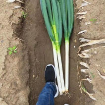 大葱山东的铁杆钢葱黄心白菜荷兰土豆景欣西瓜源源不断