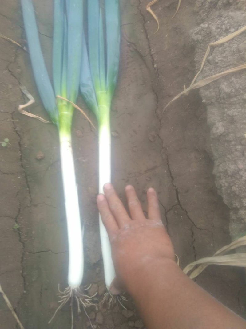 大葱山东的铁杆钢葱黄心白菜荷兰土豆景欣西瓜源源不断