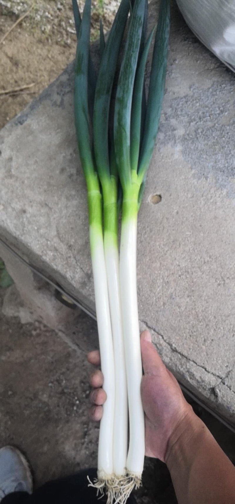 大葱山东的铁杆钢葱黄心白菜荷兰土豆景欣西瓜源源不断