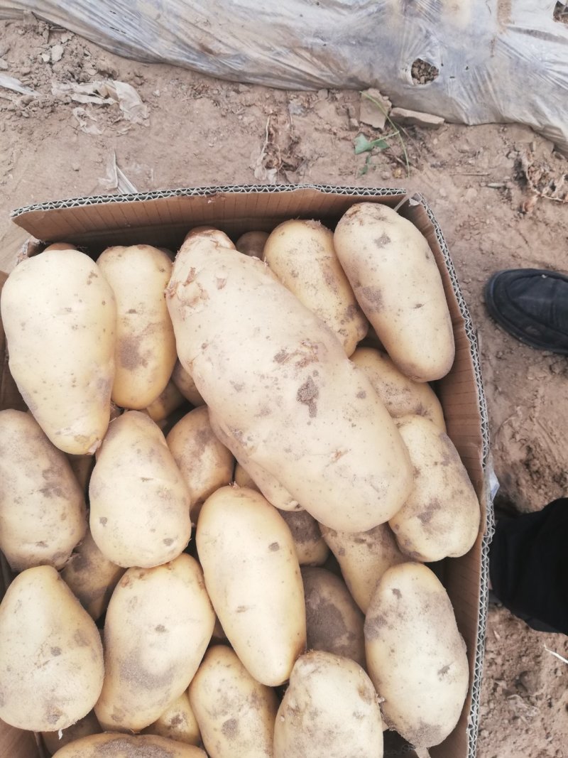 荷兰十五土豆个头大颜色好