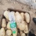 荷兰十五土豆个头大颜色好