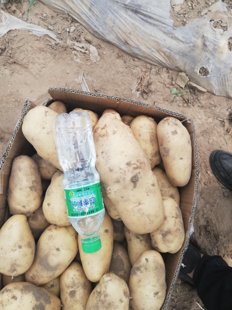 荷兰十五土豆个头大颜色好