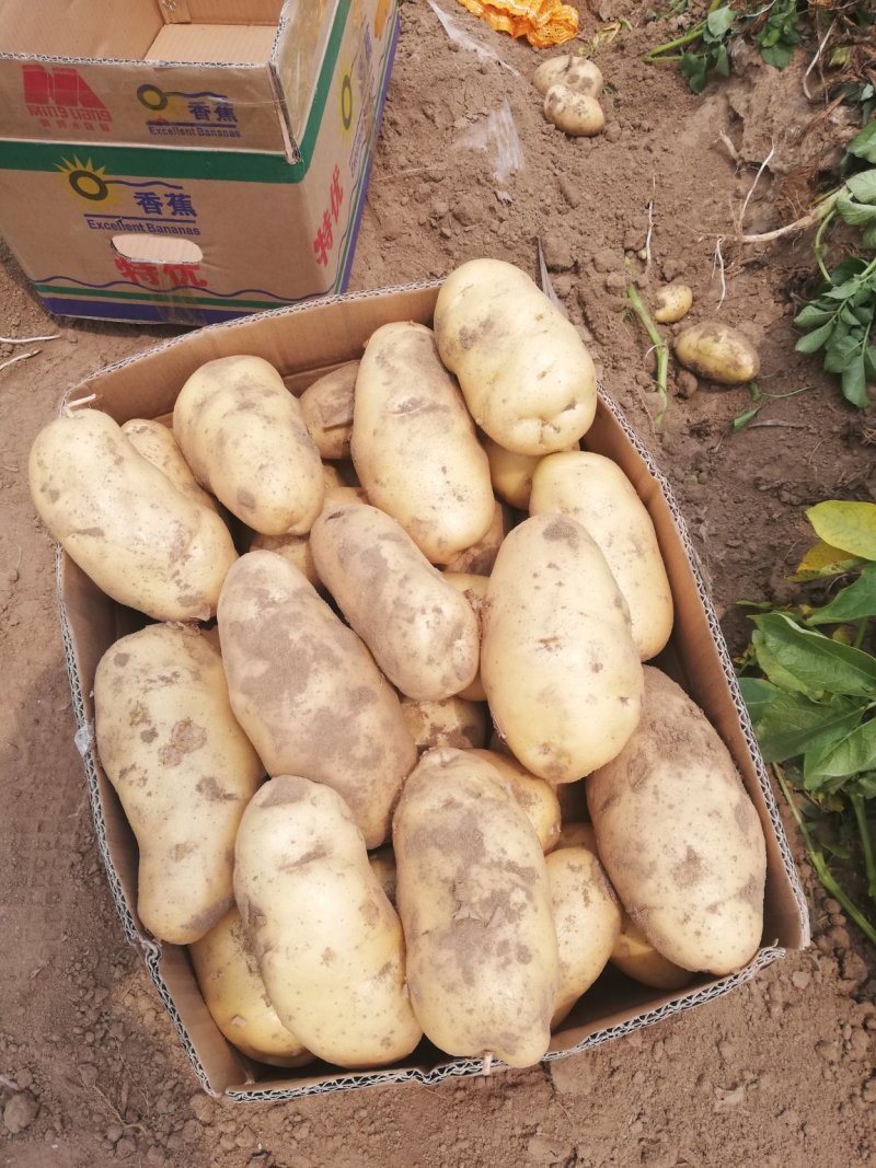 荷兰十五土豆个头大颜色好