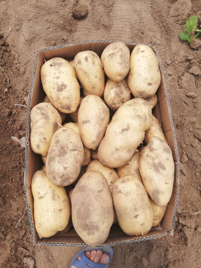 荷兰十五土豆个头大颜色好