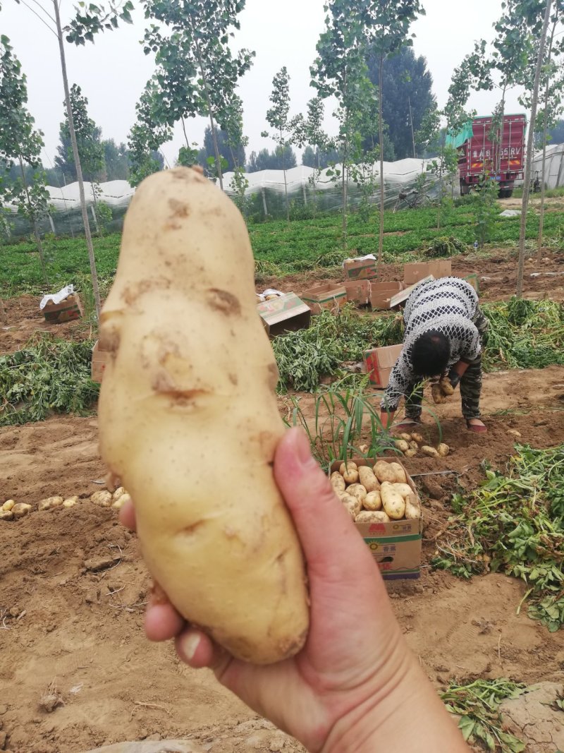 荷兰十五土豆个头大颜色好